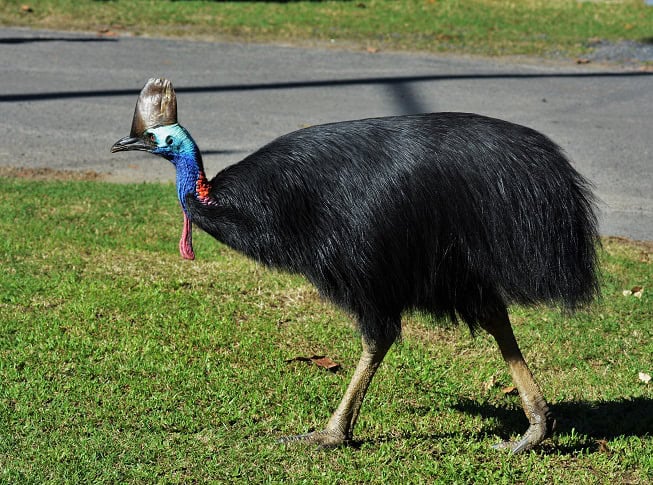 Cassowary
