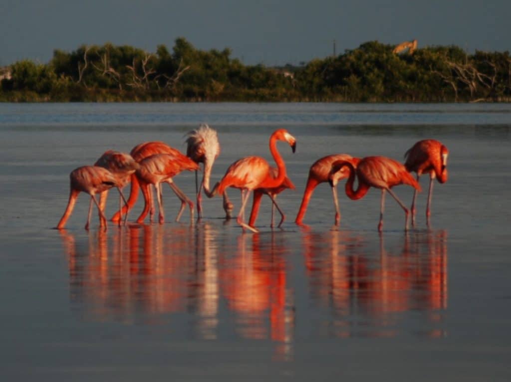 Flamingos
