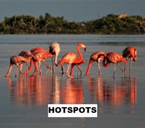 Find Birding Hotspots for your next birding vacation.