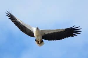 White-bellied Sea-eagle