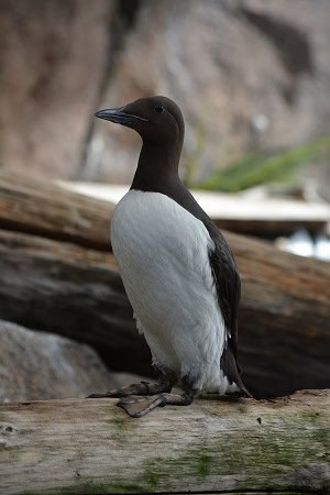 Common Murre