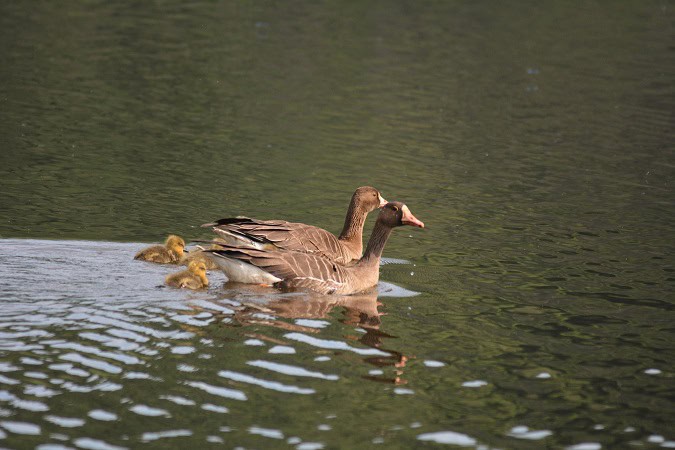 Greater White-fronted Goose