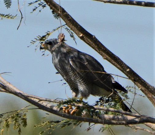 Grey Hawk