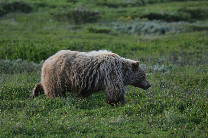 Grizzly