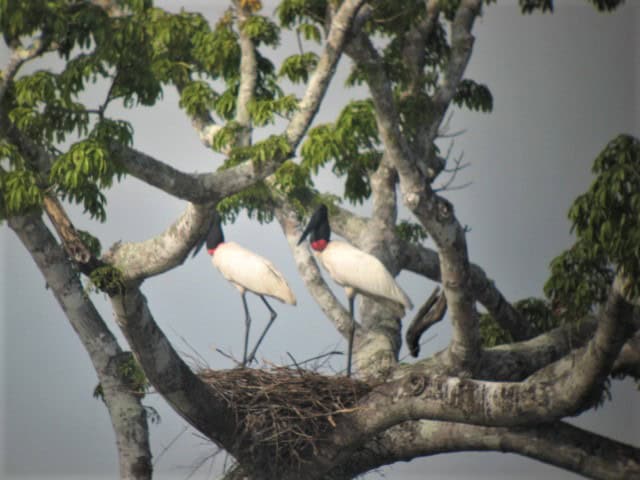 Jabiru