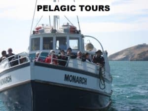 Suggestions for pelagic birding tours.