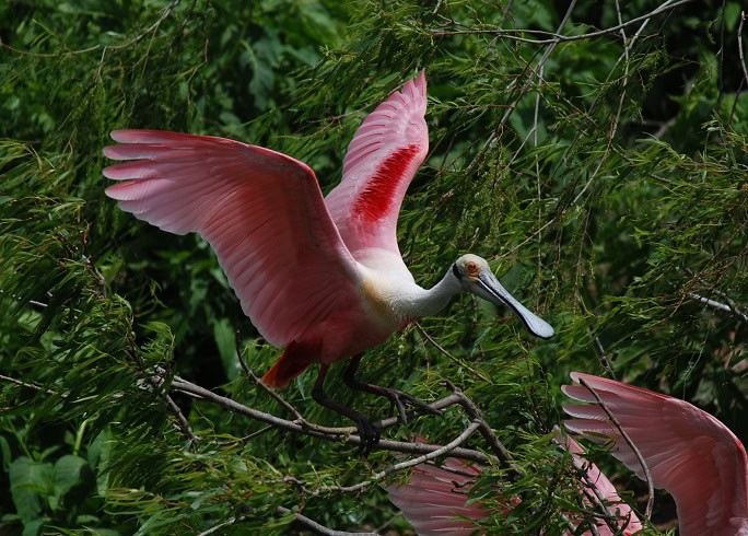 Spoonbill