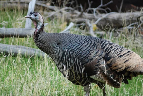 Turkey