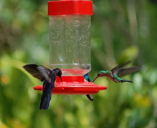 Violet & Jacobin Hummingbirds