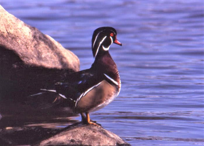 Wood Duck