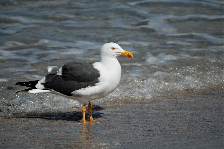 Yellow-footed Gull