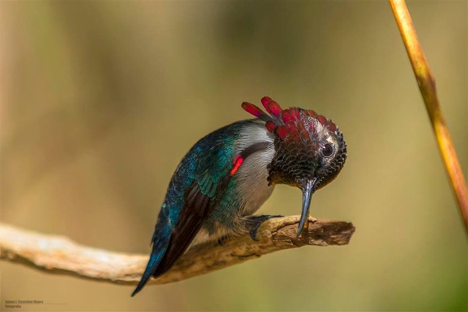 Bee Hummingbird