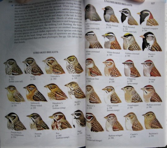 10 Tips for Choosing the Best Birding Field Guide - Birdtripper