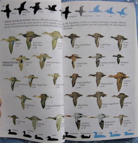 Guidebooks