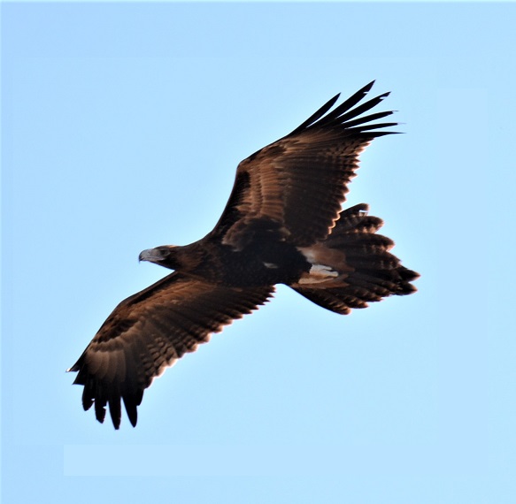 Wedge-tailed Eagle - Birdtripper