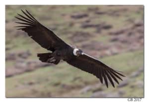 Andean Condor