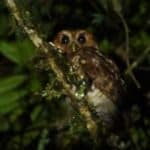 Cloud Forest Screech Owl