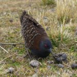 Lago Junin Rail
