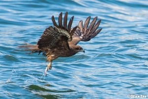 Black Kite