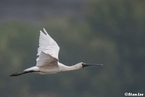 Brown-headed Spoonbill