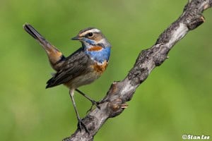 Bluethroat