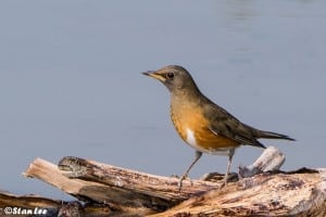 Brown-headed Thrush