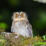 Long-whiskered Owlet