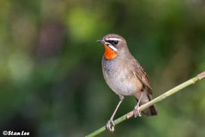 Siberian Rubythraot