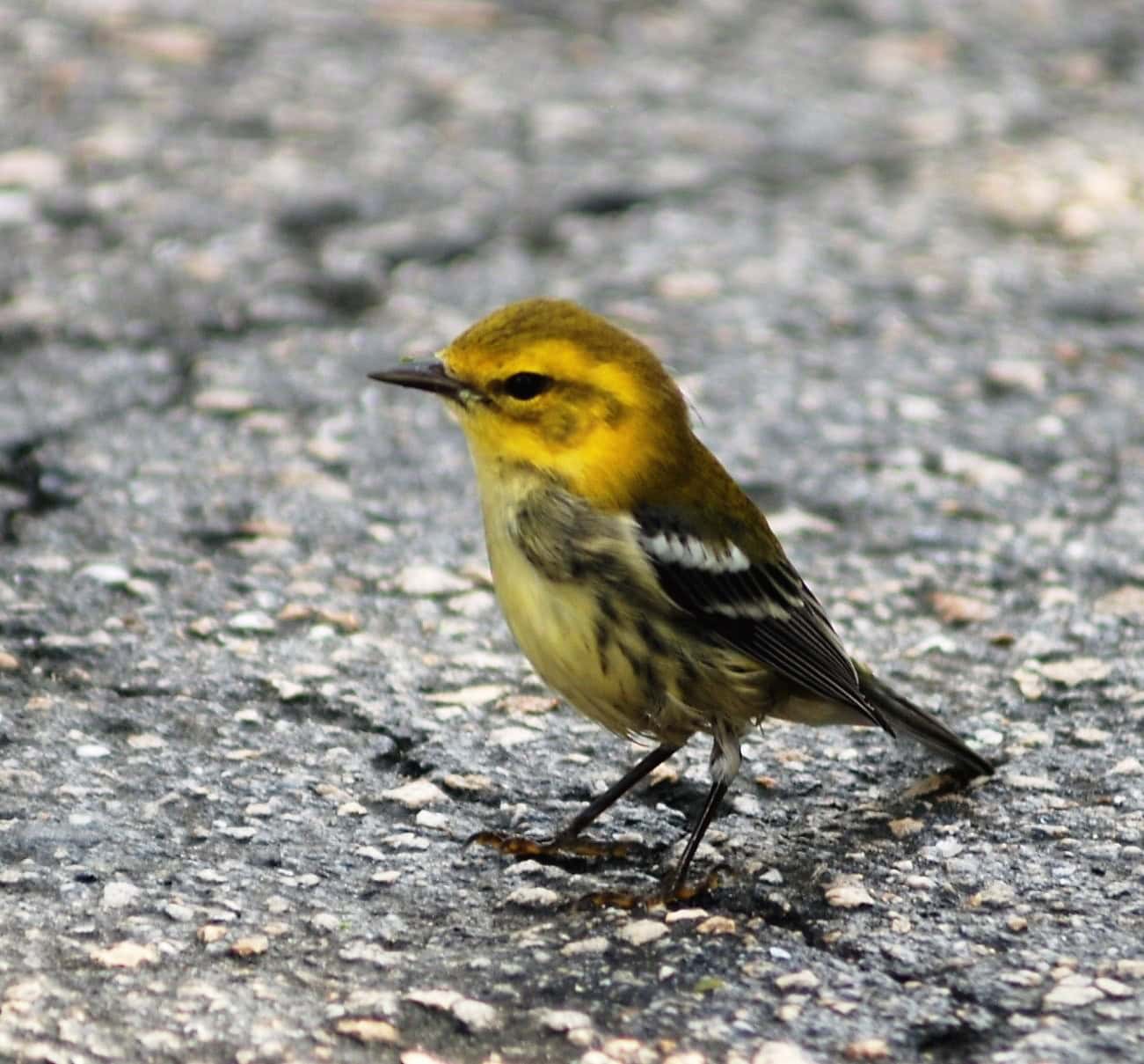 Warblers Point Pelee National Park