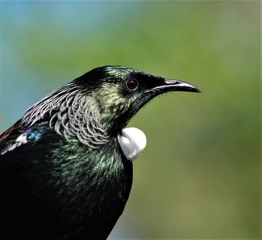 Tui