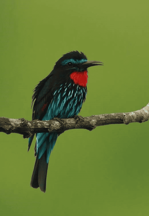 Black Bee-eater