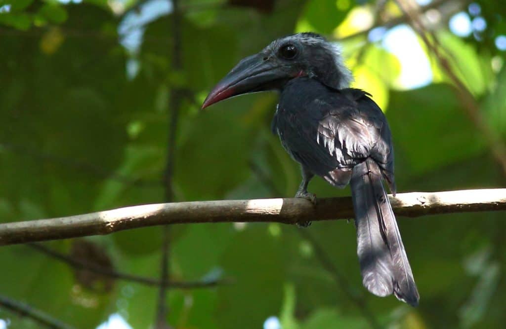 Black Dwarf Hornbill