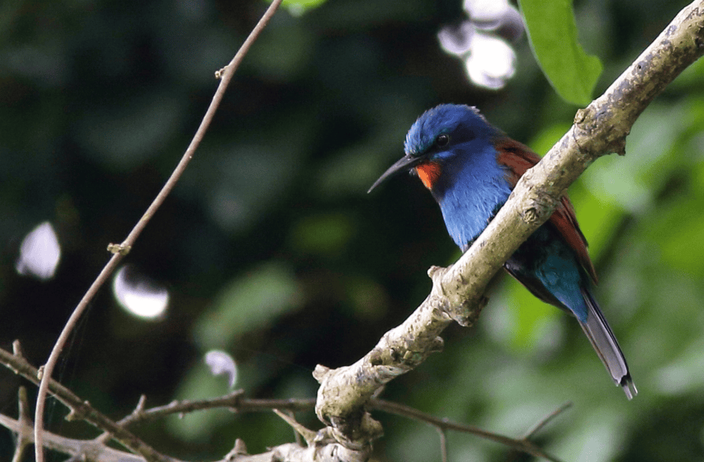 Blue-mustached Bee-eater