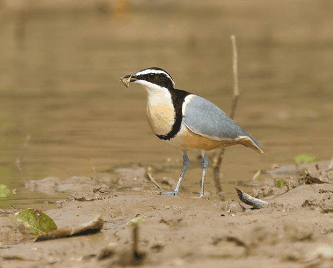 Eqyptian Plover