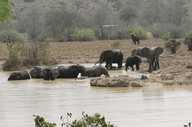 Elephants Ghana