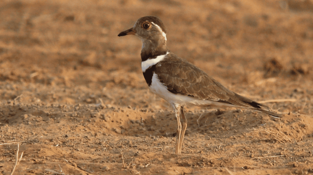 Forbes Plover