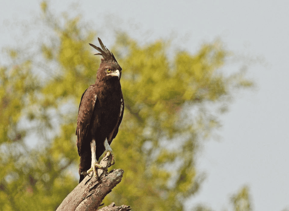 Long-crested Eagle
