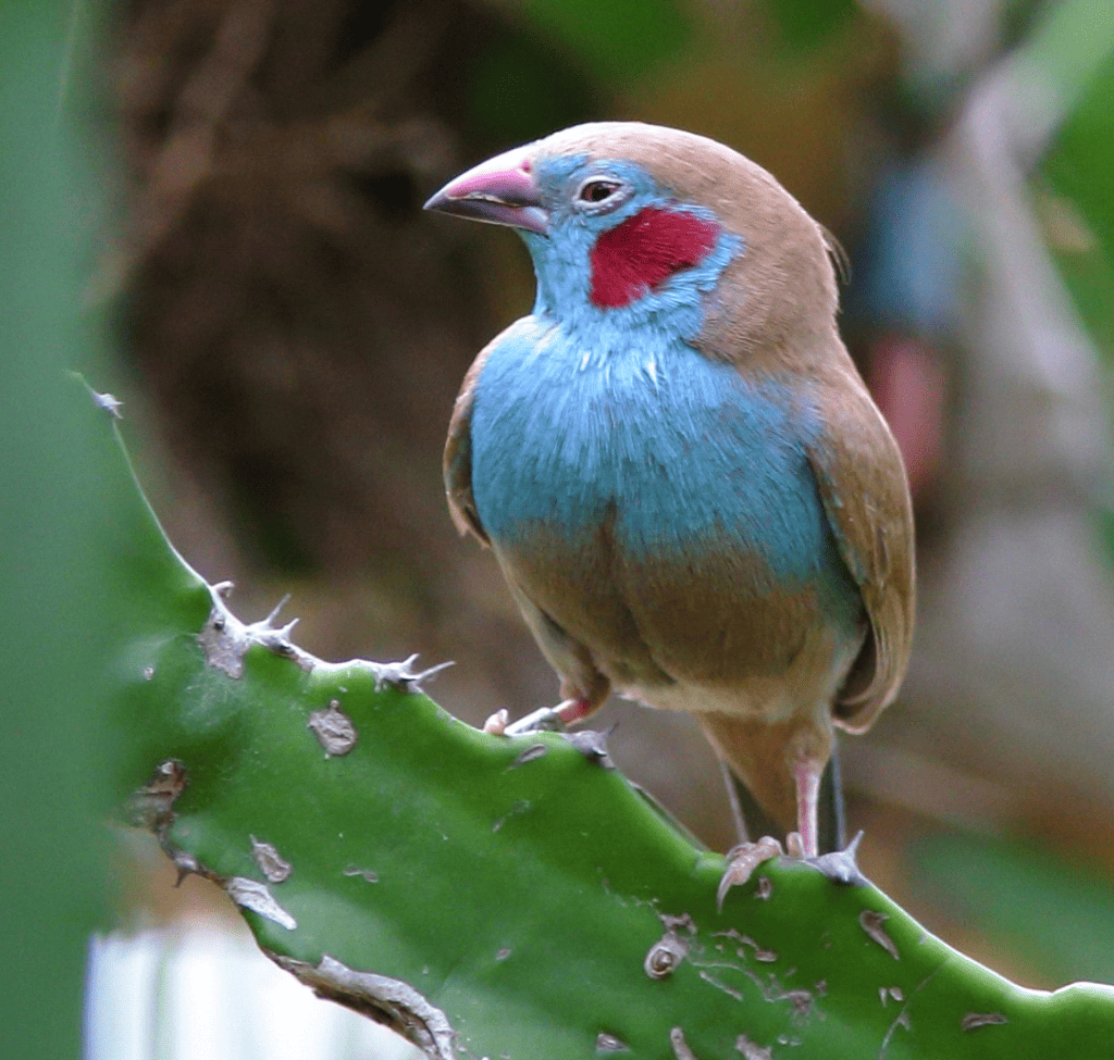 Red-cheeked Cordon-bleu
