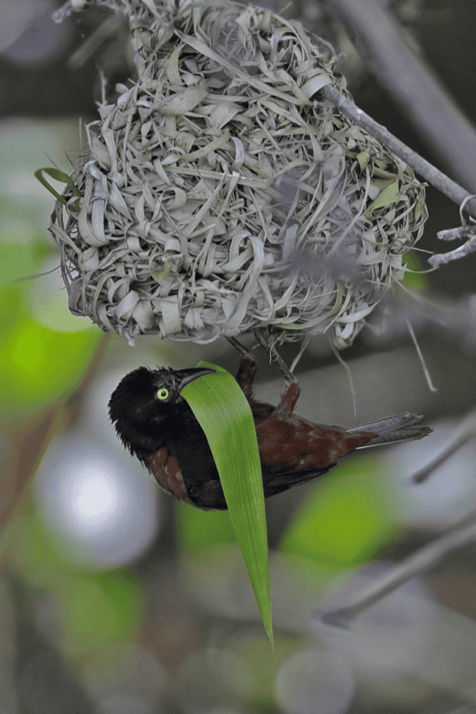 Viellot's Black Weaver