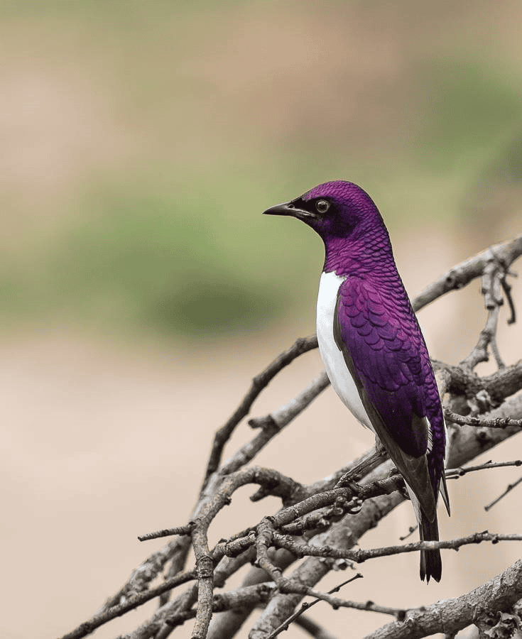 Violet-backed Swallow