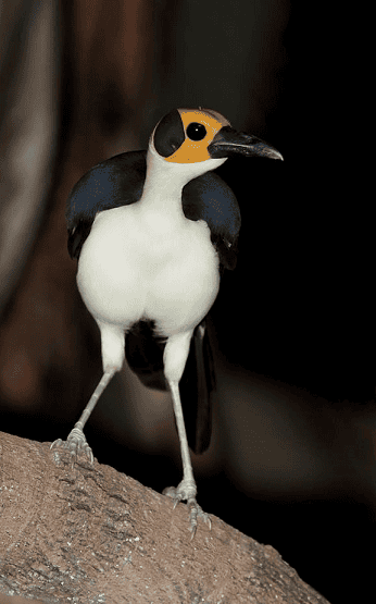 White-necked Rockfowl