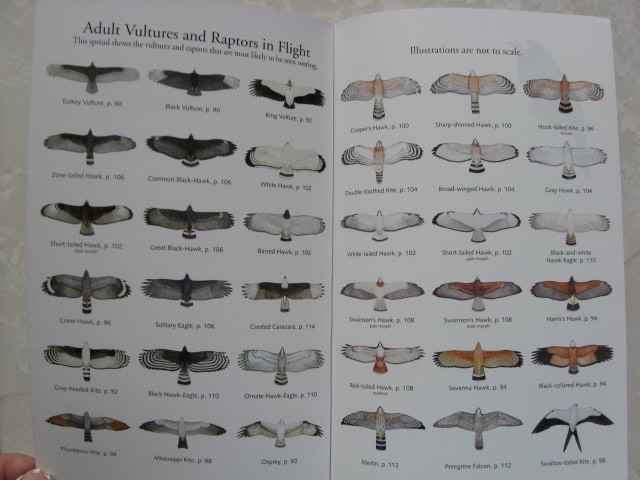 Raptors of Costa Rica