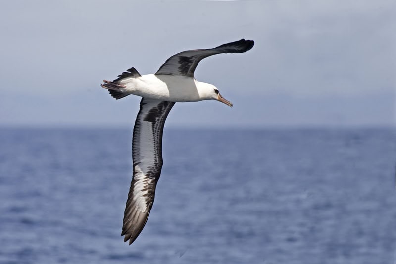 Laysan Albatross