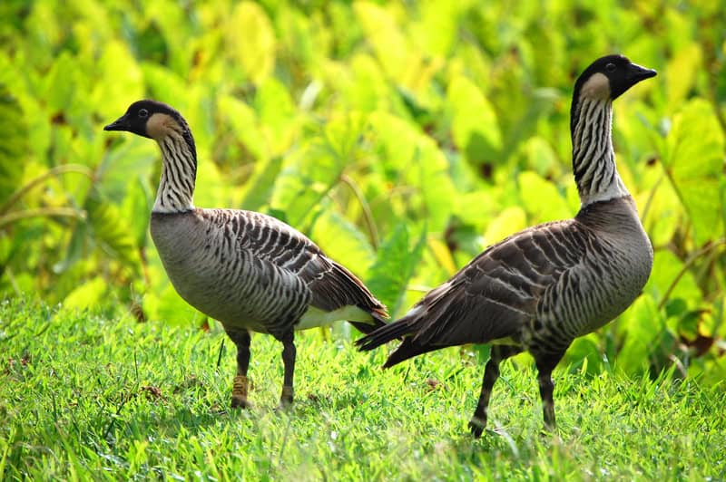 Nene