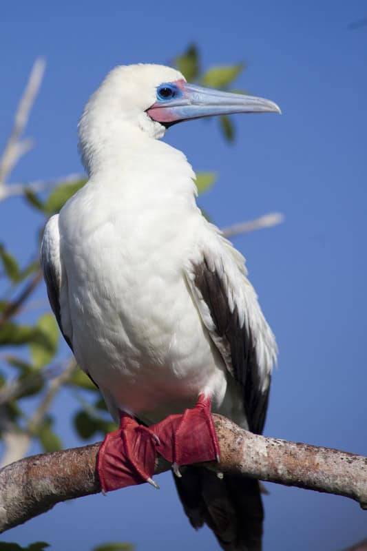 Red-footed Booby