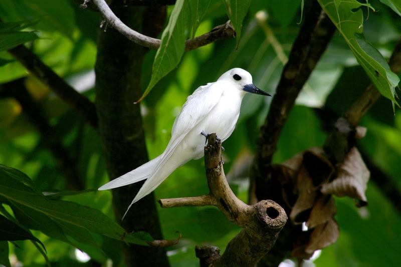 White Tern