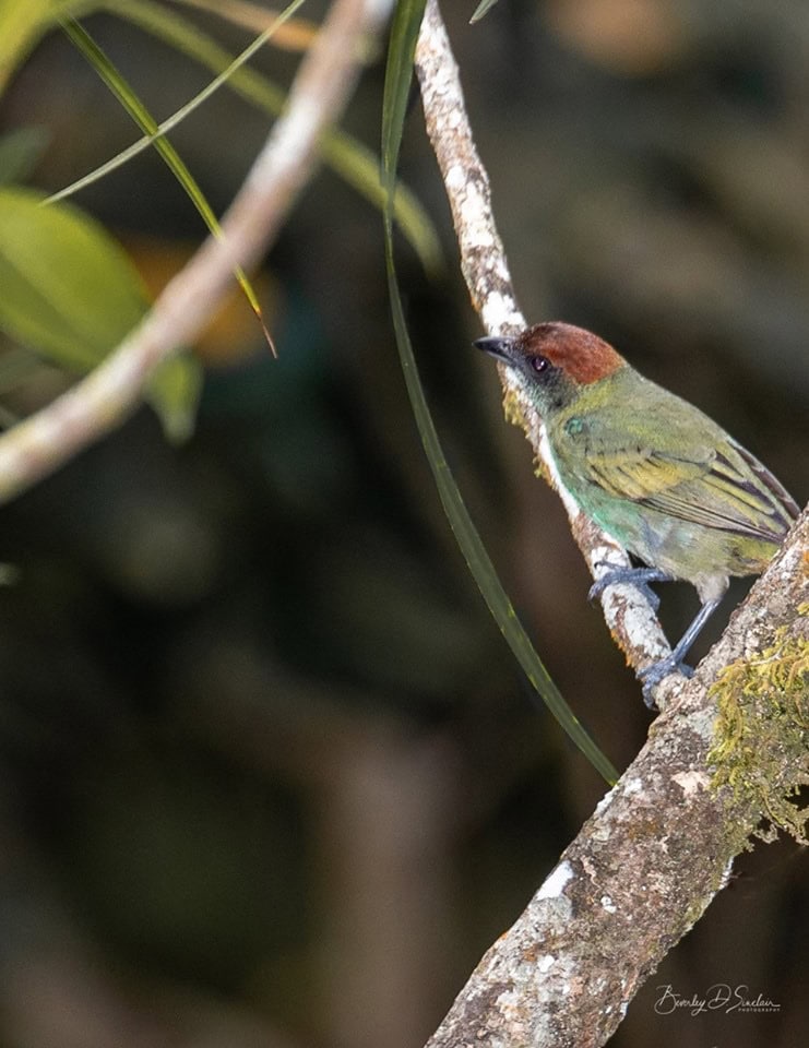 Grenada Tanager