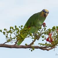 Orange-winged Amazon