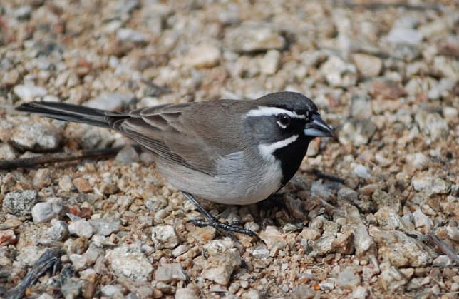 Black-throadted Sparrow