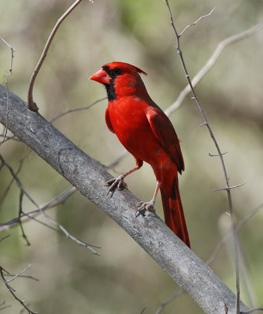 N Cardinal